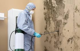 Trusted Deer Park, IL Mold Removal & Remediation Experts